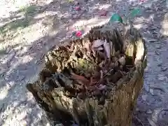 熊野神社の自然