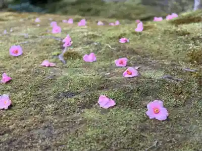 慈照寺（慈照禅寺・銀閣寺）(京都府)