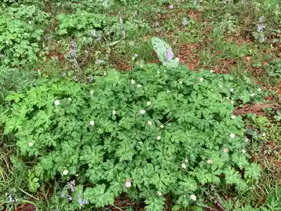 小野観音堂の自然