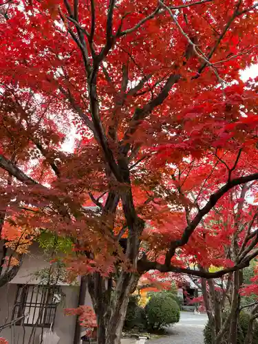 神光院(京都府)