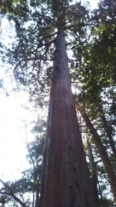 荒神社の自然