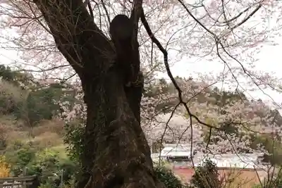 菅布禰神社の自然