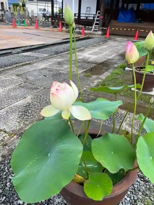 大光寺(大阪府)