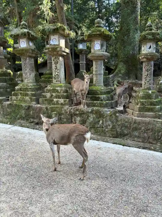 春日大社(奈良県)