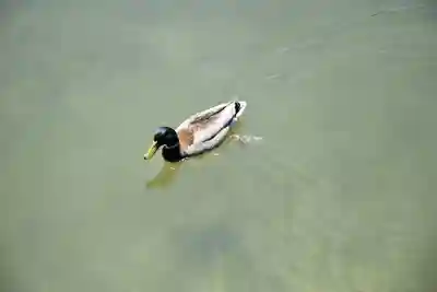 平安神宮の動物