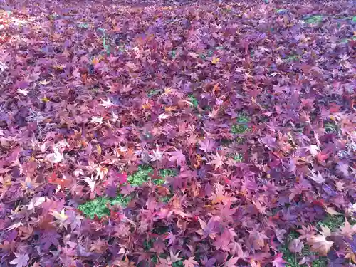 禅林寺（永観堂）の自然