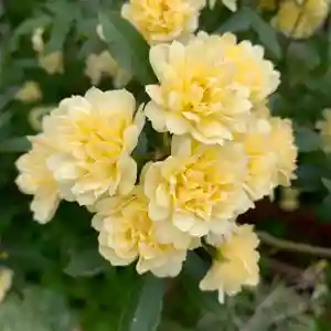 豊景神社の自然(2021年05月16日(日) 09時06分11秒投稿)