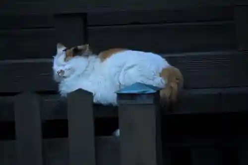 阿邪訶根神社の動物