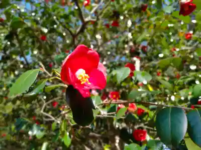 出雲大社(島根県)