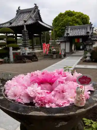 真言宗　善通寺派　薬王寺の{uncategorized: "未分類", other: "その他", undefined: "問題あり", building: "その他建物", grave: "お墓", sacred_gate: "鳥居", guardian: "狛犬", statue: "像", buddha: "仏像", history: "歴史", nature: "自然", garden: "庭園", animal: "動物", pagoda: "塔", temizu: "手水舎", mountain_gate: "山門・神門", sanctuary: "本殿・本堂", subordinate: "末社・摂社", art: "芸術", scenery: "景色", jizo: "地蔵", ema: "絵馬", goshuin: "御朱印", omikuji: "おみくじ", items: "授与品その他", amulet: "お守り", goshuincho: "御朱印帳", eats: "食事", festival: "お祭り", votive_dance: "神楽", shichigosan: "七五三参", wedding: "結婚式", experience: "体験その他", initially: "初詣", around: "周辺", anti_infection: "感染症対策"}