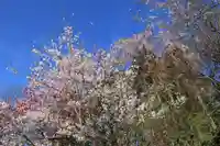 阿久津「田村神社」(郡山市阿久津町)旧社名:伊豆箱根三嶋三社の自然