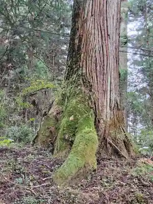 日光二荒山神社の自然