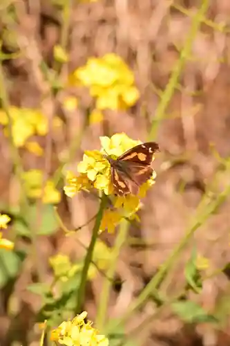 八幡神社（渋草）(愛媛県)