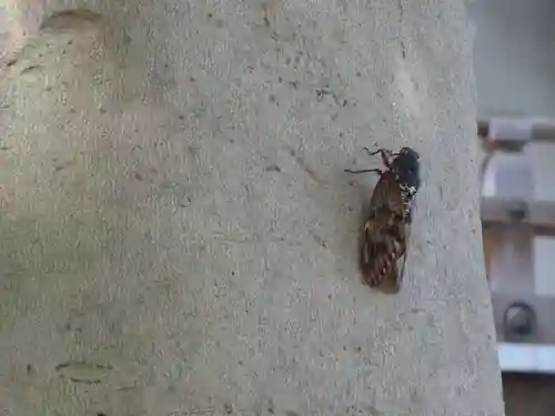 神鳥前川神社の動物