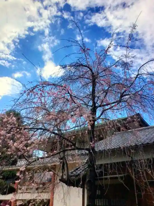 新井薬師(梅照院)(東京都)