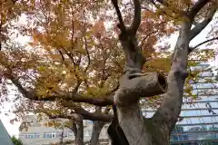 阿邪訶根神社の自然