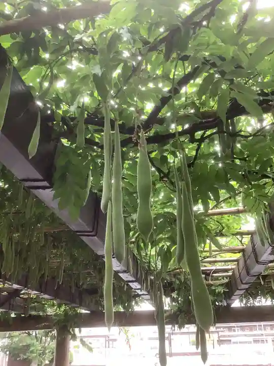 田縣神社の自然