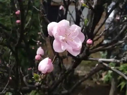 居木神社の自然