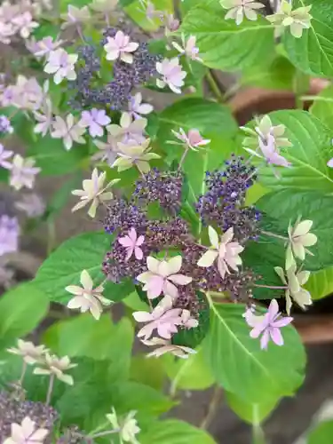 今戸神社の自然