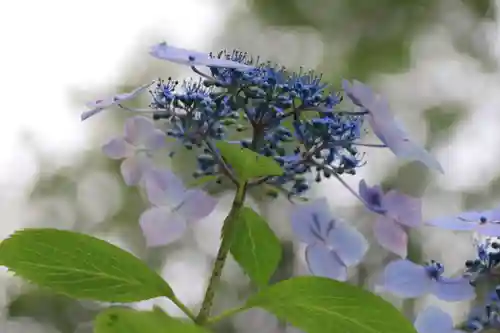 開成山大神宮の自然