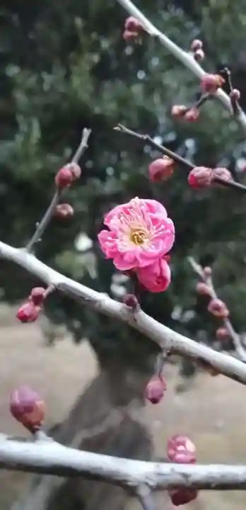 香取大神社の自然
