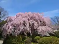 櫻木神社の自然