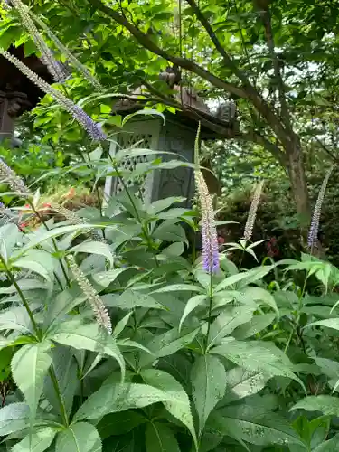 青龍山 吉祥寺の自然