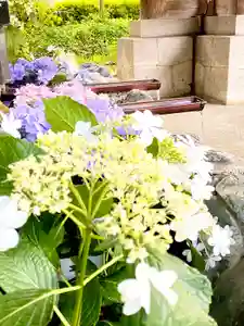 滋賀県護国神社の自然(2021年05月28日(金) 09時37分52秒投稿)
