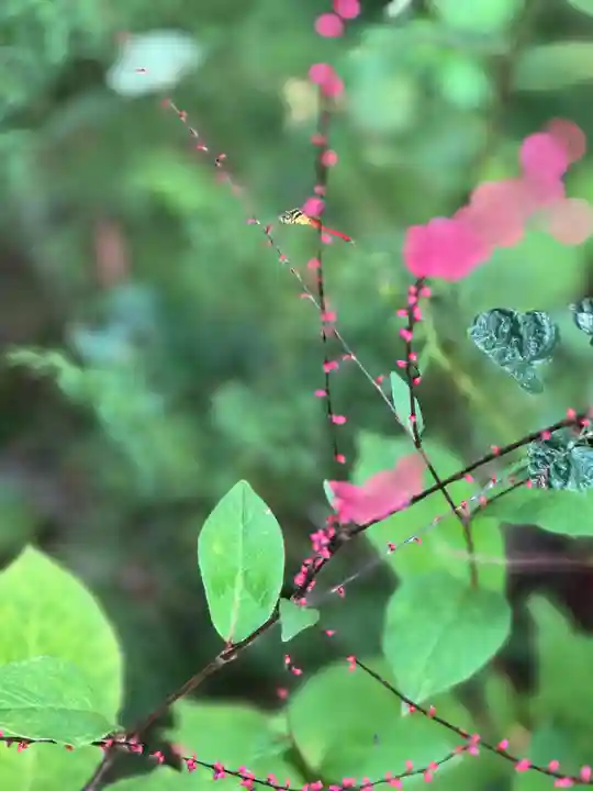 山家神社(長野県)