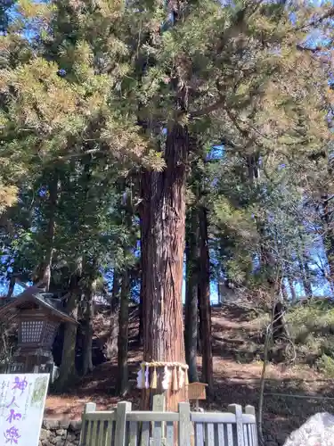 諏訪大社下社春宮の自然