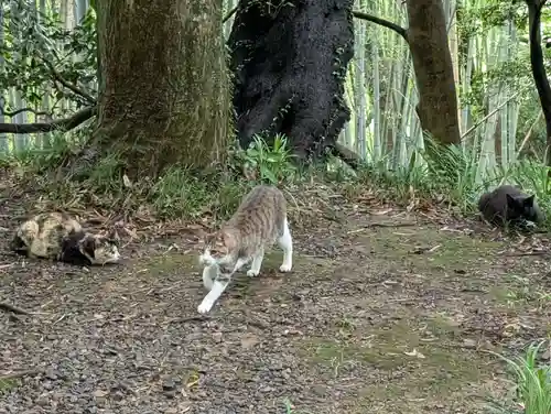 唐澤山神社(栃木県)