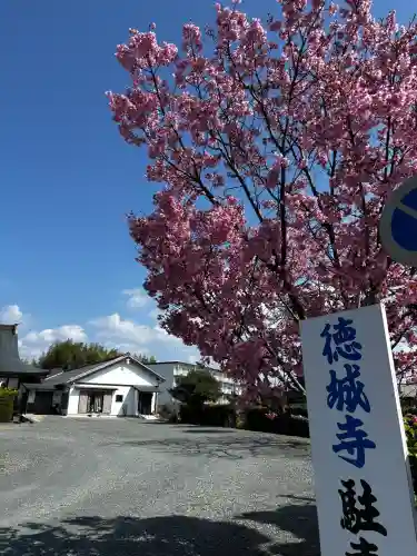 祇園山 徳城寺の{uncategorized: "未分類", other: "その他", undefined: "問題あり", building: "その他建物", grave: "お墓", sacred_gate: "鳥居", guardian: "狛犬", statue: "像", buddha: "仏像", history: "歴史", nature: "自然", garden: "庭園", animal: "動物", pagoda: "塔", temizu: "手水舎", mountain_gate: "山門・神門", sanctuary: "本殿・本堂", subordinate: "末社・摂社", art: "芸術", scenery: "景色", jizo: "地蔵", ema: "絵馬", goshuin: "御朱印", omikuji: "おみくじ", items: "授与品その他", amulet: "お守り", goshuincho: "御朱印帳", eats: "食事", festival: "お祭り", votive_dance: "神楽", shichigosan: "七五三参", wedding: "結婚式", experience: "体験その他", initially: "初詣", around: "周辺", anti_infection: "感染症対策"}