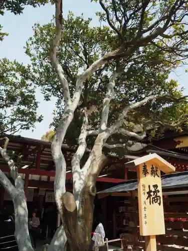 太宰府天満宮の自然