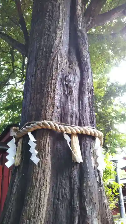 秩父神社の自然