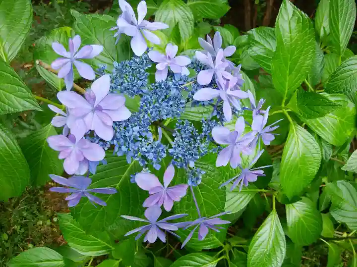 比布神社の自然