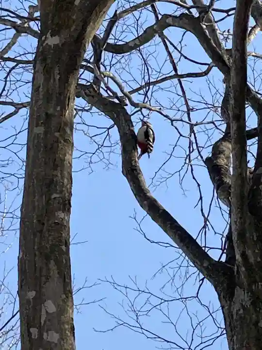 南幌神社の動物