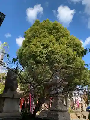 王子神社の自然