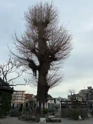 妙法寺の{uncategorized: "未分類", other: "その他", undefined: "問題あり", building: "その他建物", grave: "お墓", sacred_gate: "鳥居", guardian: "狛犬", statue: "像", buddha: "仏像", history: "歴史", nature: "自然", garden: "庭園", animal: "動物", pagoda: "塔", temizu: "手水舎", mountain_gate: "山門・神門", sanctuary: "本殿・本堂", subordinate: "末社・摂社", art: "芸術", scenery: "景色", jizo: "地蔵", ema: "絵馬", goshuin: "御朱印", omikuji: "おみくじ", items: "授与品その他", amulet: "お守り", goshuincho: "御朱印帳", eats: "食事", festival: "お祭り", votive_dance: "神楽", shichigosan: "七五三参", wedding: "結婚式", experience: "体験その他", initially: "初詣", around: "周辺", anti_infection: "感染症対策"}