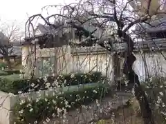 川崎大師（平間寺）の自然