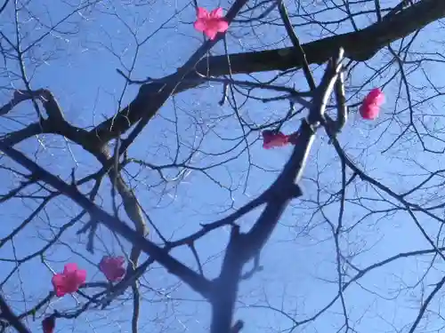 鶴岡八幡宮の自然