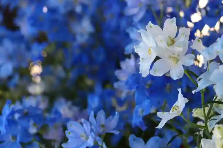 三津厳島神社の自然