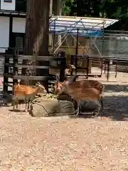 彌彦神社の動物