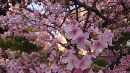 桜神宮の自然