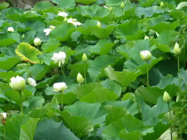 鶴岡八幡宮の自然