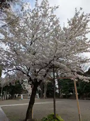 下総野田愛宕神社(千葉県)