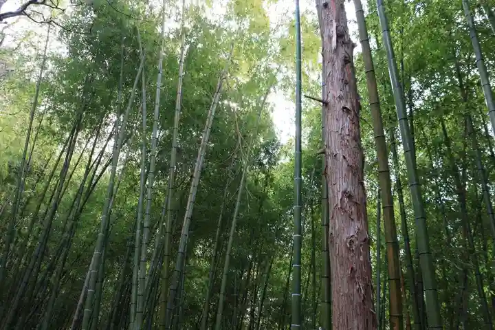 日枝神社の自然