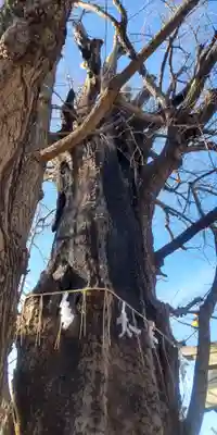 飛木稲荷神社(東京都)