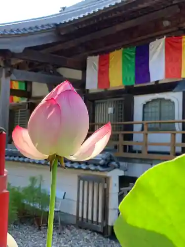 岩本寺の本殿・本堂