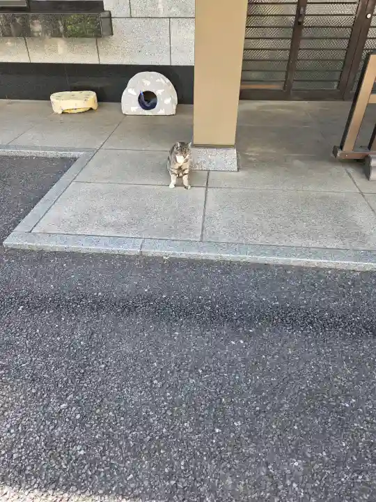 白金氷川神社の{uncategorized: "未分類", other: "その他", undefined: "問題あり", building: "その他建物", grave: "お墓", sacred_gate: "鳥居", guardian: "狛犬", statue: "像", buddha: "仏像", history: "歴史", nature: "自然", garden: "庭園", animal: "動物", pagoda: "塔", temizu: "手水舎", mountain_gate: "山門・神門", sanctuary: "本殿・本堂", subordinate: "末社・摂社", art: "芸術", scenery: "景色", jizo: "地蔵", ema: "絵馬", goshuin: "御朱印", omikuji: "おみくじ", items: "授与品その他", amulet: "お守り", goshuincho: "御朱印帳", eats: "食事", festival: "お祭り", votive_dance: "神楽", shichigosan: "七五三参", wedding: "結婚式", experience: "体験その他", initially: "初詣", around: "周辺", anti_infection: "感染症対策"}