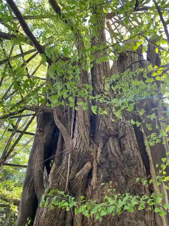 稲毛神社(神奈川県)